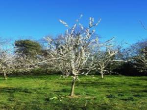 Orchard